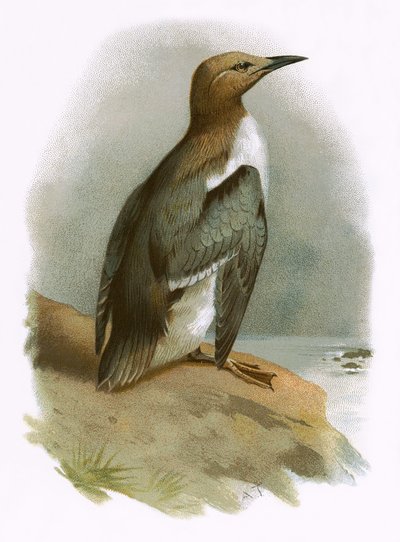 Guillemot by English School